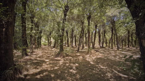 Forest Stock Footage 145957842