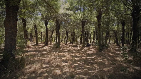 Forest Stock Footage 146014350