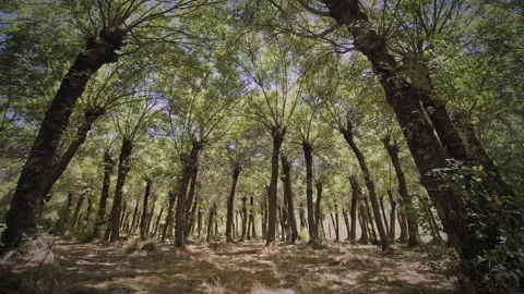 Forest Stock Footage 146017134