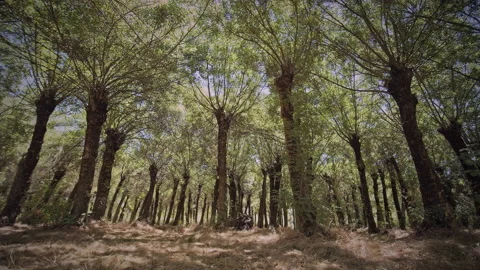 Forest Stock Footage 146025211