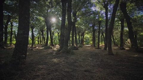 Forest Stock Footage 146112308