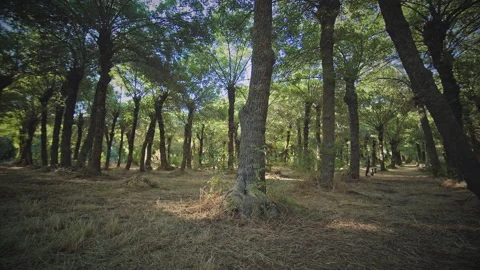 Forest Stock Footage 146113993