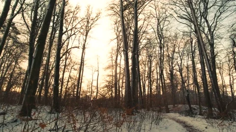 Forest Stock Footage 146318283