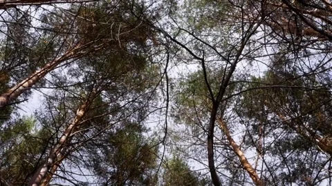 Forest Stock Footage 146466478