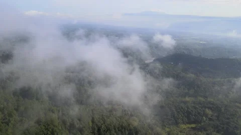 Forest Stock Footage 146695321