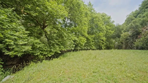 Forest Stock Footage 150691650