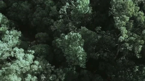 Forest Stock Footage 151581760