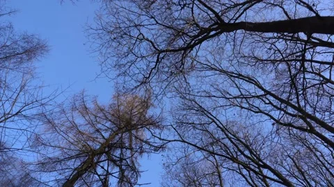 Forest Video stock 152555853