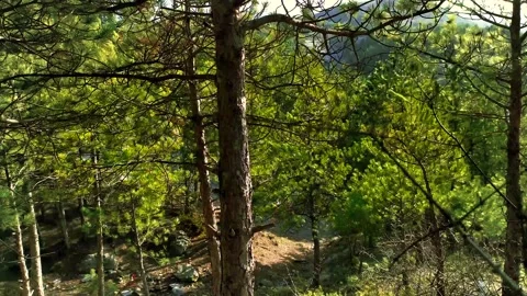 Forest Stock Footage 153501706