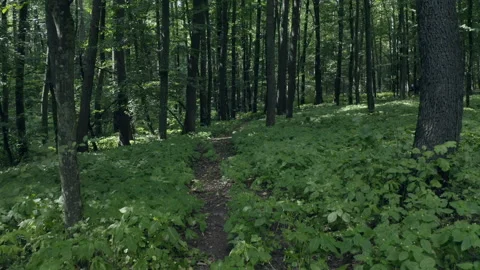 Forest Stock Footage 154886886