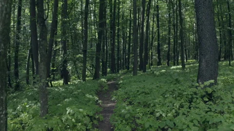 Forest Stock Footage 154887627