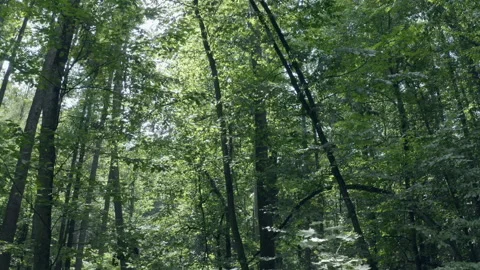 Forest Stock Footage 154887804