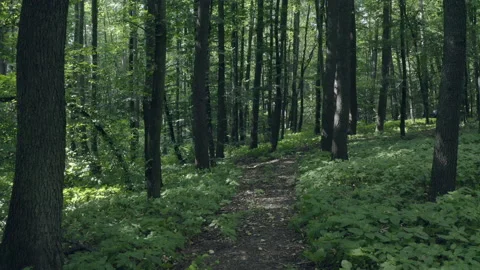 Forest Stock Footage 154888079