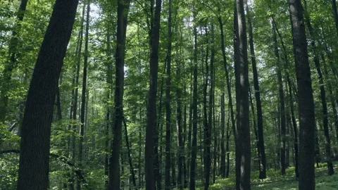 Forest Stock Footage 154888095