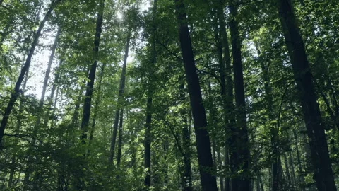 Forest Stock Footage 154888142