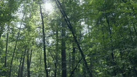 Forest Stock Footage 154888217