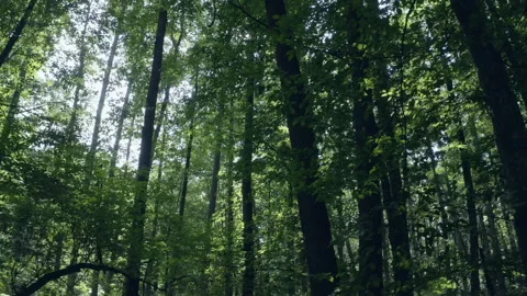Forest Stock Footage 154888257