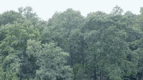 Forest Stock Footage 154888426