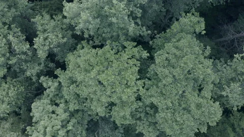 Forest Stock Footage 154888491