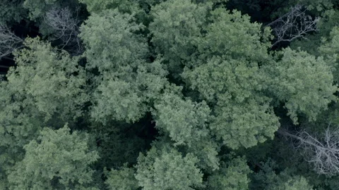 Forest 스톡 동영상 154888506