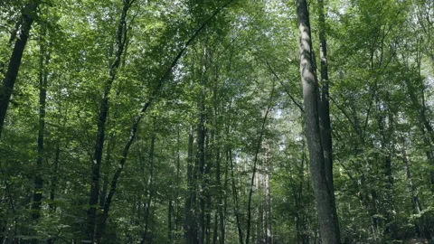 Forest Stock Footage 154888519