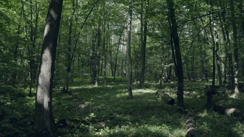 Forest Stock Footage 154888521