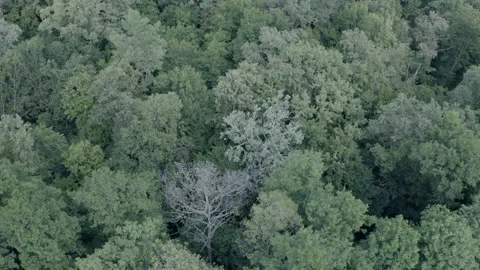 Forest Видео 154888785