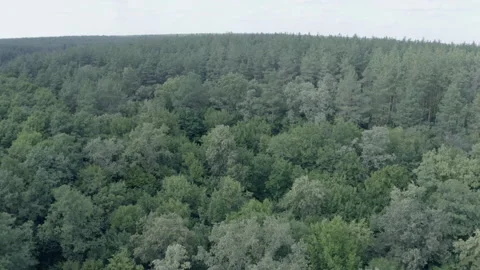 Forest Stock Footage 154888793