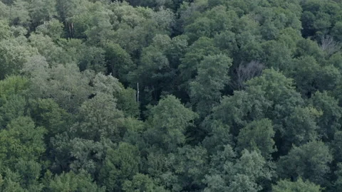 Forest Stock Footage 154888798
