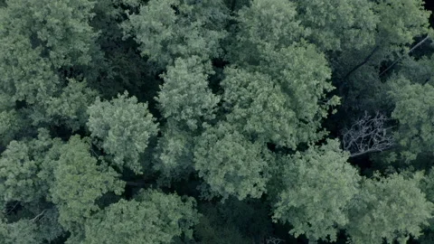 Forest Stock Footage 154888805