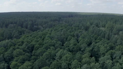 Forest Stock Footage 154888840