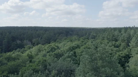 Forest Stock Footage 154889002
