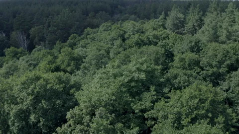 Forest Stock Footage 154889017