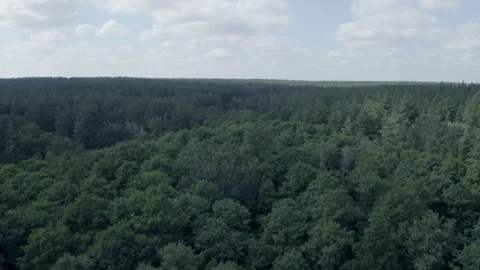 Forest 스톡 동영상 154889077