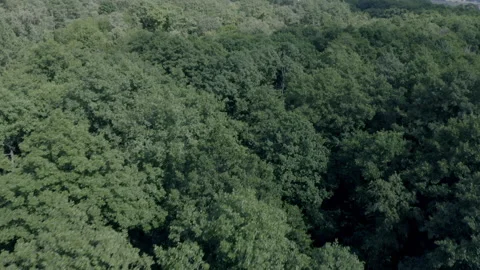 Forest Video stock 154889110