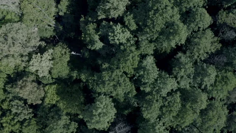 Forest Stock Footage 154889114