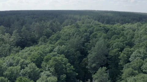 Forest Stock Footage 154889374