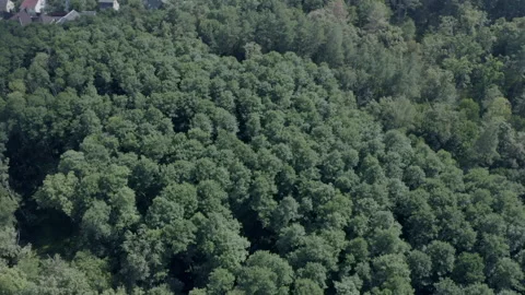 Forest Stock Footage 154889468