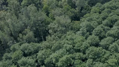 Forest Video stock 154889487