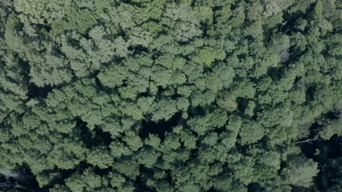 Forest Stock Footage 154889552