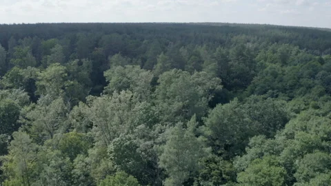 Forest Stock Footage 154889591