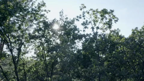 Forest Stock Footage 154889801