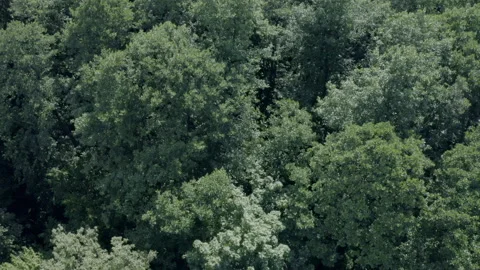 Forest Stock Footage 154889804