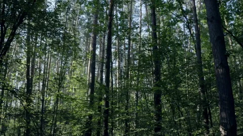 Forest Stock Footage 154889846