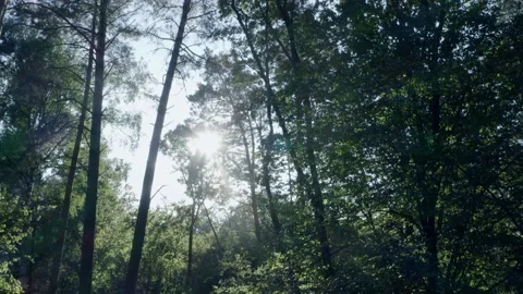 Forest Stock Footage 154889877