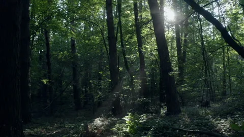 Forest Video stock 154889900