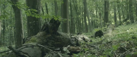 Forest Stock Footage 154889998