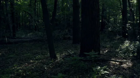 Forest Stock Footage 154890003