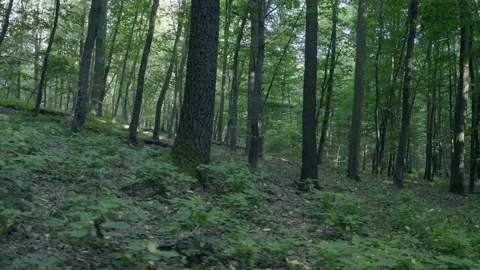 Forest Видео 154890008