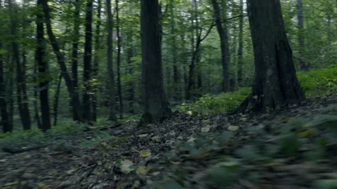 Forest Stock Footage 154890063
